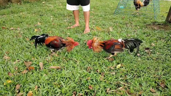 gull va joeblack/ming/AEJ sweater gilmore rebanse