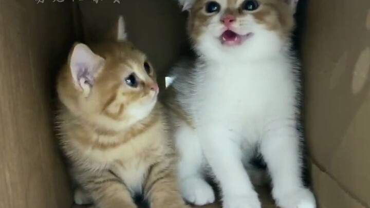 มาฟังเสียงแมวน้อยร้องกัน ช่วงเวลาแห่งความอบอุ่นจากลูกแมวน้อย!