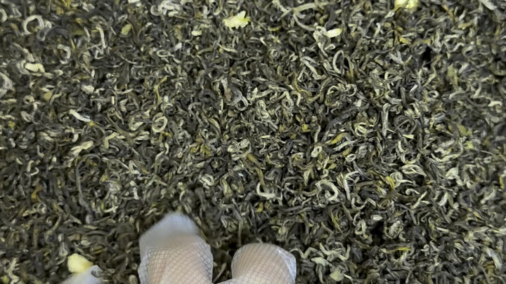 Teh Longxiao Melati telah tiba
