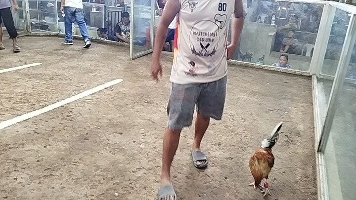 talo si bulik bawi nlang sa susunod.