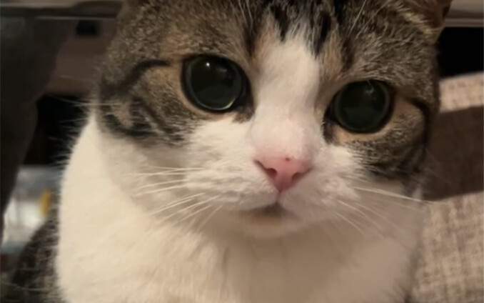 ให้พวกคุณดูแมวจำลองที่ฉันสั่งทำนะ