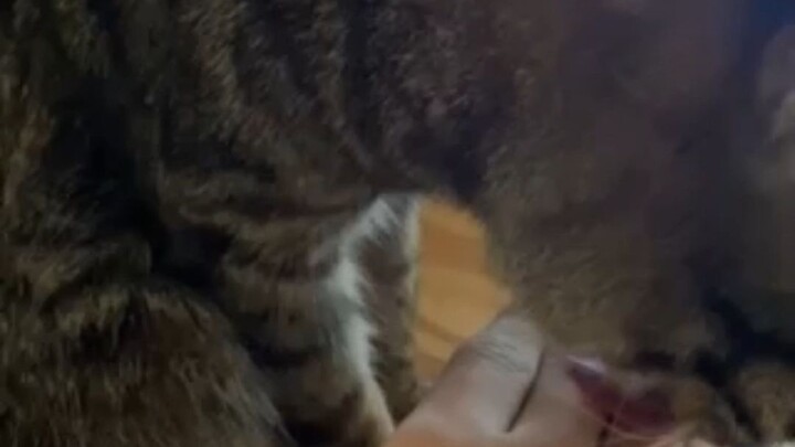 Saat kamu mengulurkan tangan ke kucing yang sedang menjilati bulunya