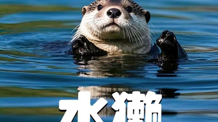 A man was followed by an otter while swimming; after bringing it home and raising it for a while, he