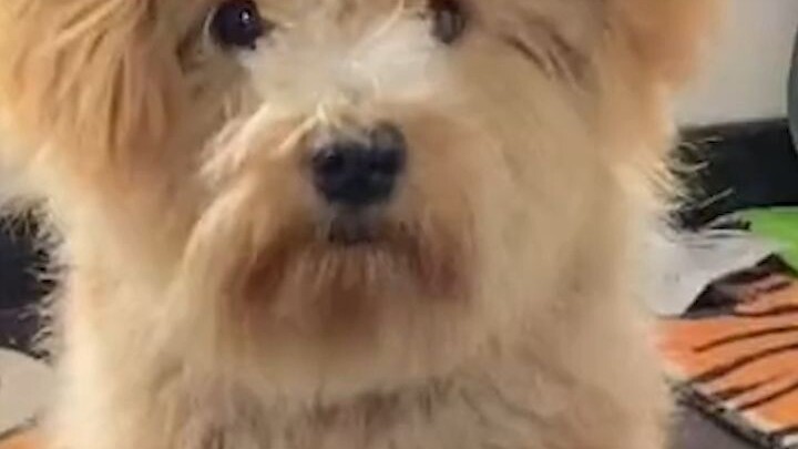 Yu Hua’s Puppy Awards! You guys are way too sloppy!