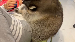 Cheeky raccoon tries to forcefully snatch a young woman but fails #Funny# Little Raccoon