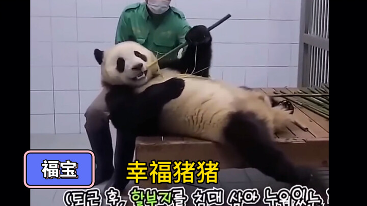 ฟู่เป่าที่นอนอยู่บนตัวคุณปู่แล้วกินไผ่ช่างมีความสุขจริงๆ เลย