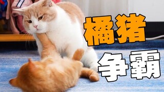 两橘第一次相见直接开打！众猫：橘势不妙