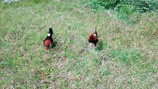 golden sweater hatch vs one time winner yellow leg hatch