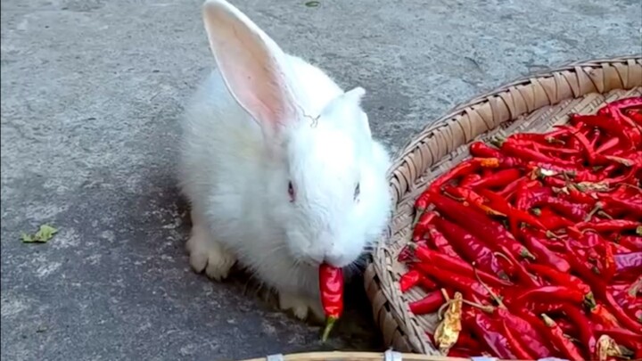 Animal Silly Behavior Awards ❶❺