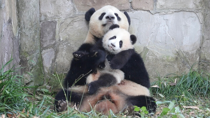 [Panda Mangzi] เจ้าลูกชายตัวแสบแต่ว่าน่ารัก