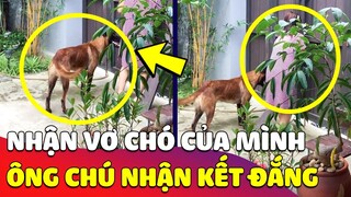 Ngang nhiên 'NHẬN MÌNH' là chủ nhân 'CHÓ NGƯỜI KHÁC', ông chú nhận cái kết 'ĐẮNG NHƯ VÔI' | Gâu Đần