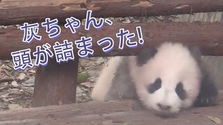 [Animals]Failed attempt to pass through by a panda|<うれし、たのし>