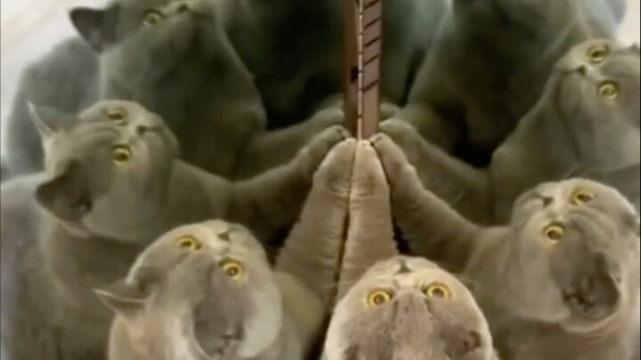 Sifat penasaran si kucing ini benar-benar bikin celaka!