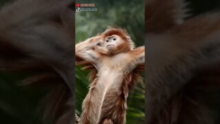 Suzu ke sambet memedi 😌👍🏻#ayakashitriangle #anime #wibu #rekomendasianime