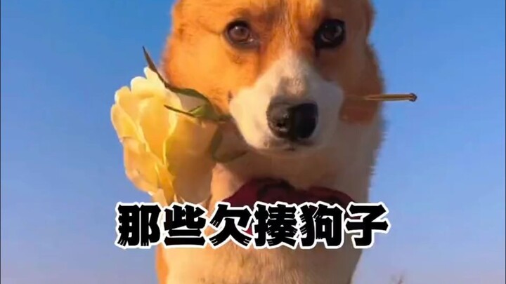 Anjing paling menyebalkan di seluruh internet, tiap kali nonton pasti ketawa!