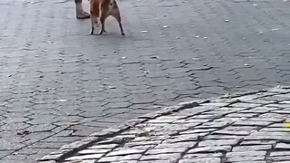 俄罗斯中央公园里学跳芭蕾的阿柴