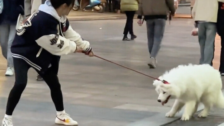 لحظات محرجة لمربي الكلاب