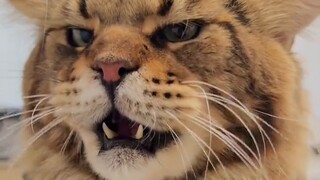 روبن: أينما يكون التكاثر صعبًا، سأربيه...