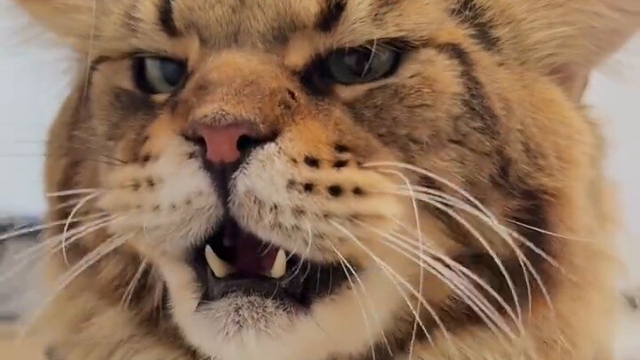 Robin: Tôi sẽ nuôi nó dù có khó khăn thế nào đi nữa...