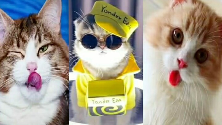 Kucing Lucu bisa Joget dan Nyanyi bikin Ngakak | Cute Cats and Kittens