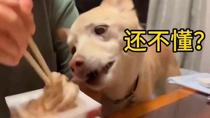 ลูกหมา: ต้องบีบให้ฉันพูดออกมา คุณถึงจะเข้าใจความหมายของฉันเหรอ?