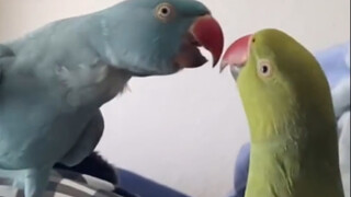 When a parrot learned Henan dialect