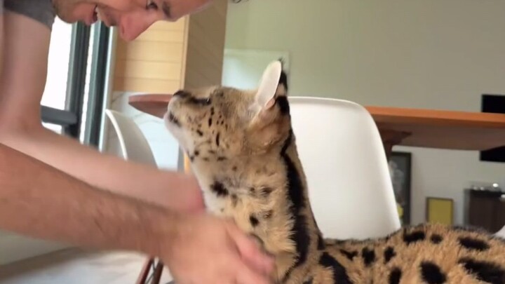 The serval is much gentler than the caracal and makes a great pet—just look how affectionate it is!