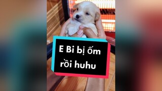 Huhu. Cả nhà an ủi Bi giúp tớ với.  cunyeucuadua chó chócon chókhôn chócute xuhuong fyp