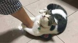 Funny Cats 😹 - Don't Try To Stop Laughing 🤣 - Funniest Cats Ever