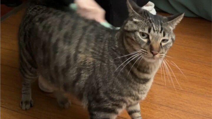 ช่างแม่จ๋าทำการขูดกัวซาให้พานด้า