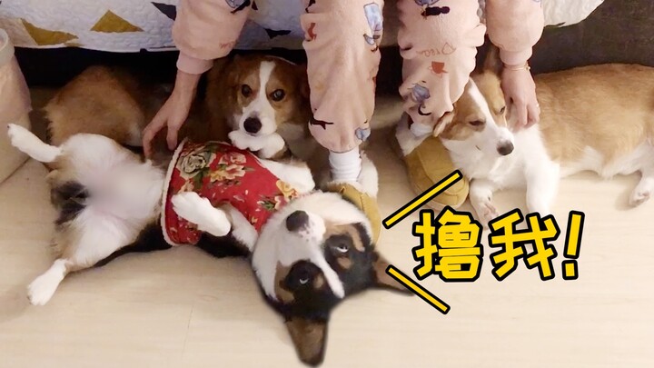 กิจวัตรประจำวันของเจ้าหมาขี้บ่นขี้หึง ถ้าไม่สนใจมันก็จะบ่นพึมพำไม่หยุด【ดูบีขาสั้น】