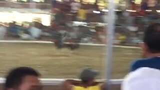 kelso win