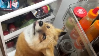 ريبا الروسية تذهب بنفسها إلى الثلاجة للبحث عن الطعام