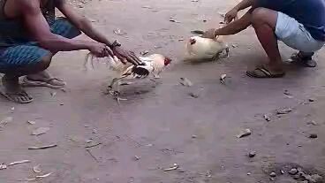 NLG super whtie...tatak Gallo