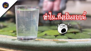 ทำไมถึงเป็นแบบนี้กับการเพาะพารามีเซียมอาหารลูกปลาแบบถังใหญ่สไตล์korattv