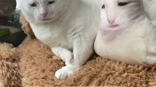 猫咪丑枕头怎么突然在洋抖火了⁉️
