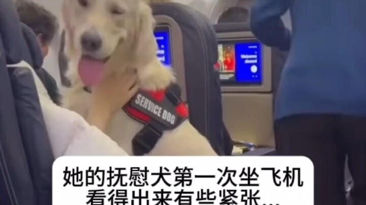 สุนัขปลอบใจ: ยังดีที่ยังมีสุนัขปลอบใจอีกตัวอยู่