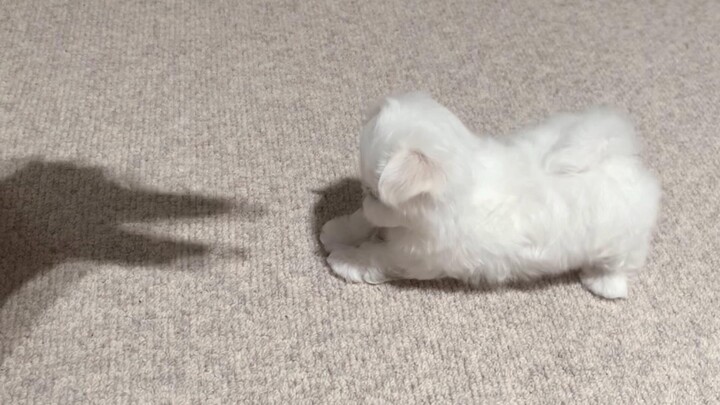 บันทึกศึกครั้งแรกในชีวิตของเจ้าตูบ! ลูกหมาผู้กล้าหาญ