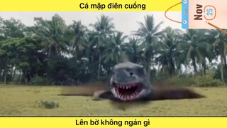 Cá mập điên cuồng