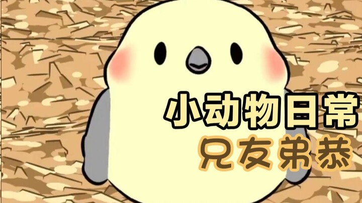 Brotherly Love, Respectful Siblings 🐦🐦‍⬛ [Daily Life of Little Animals | Natural Habitat Shorts] Chi