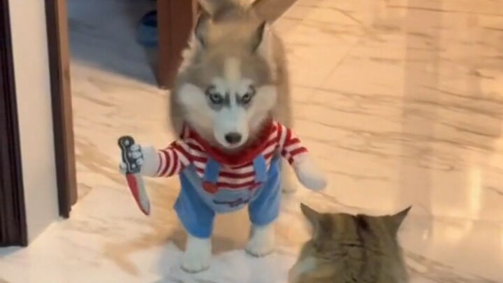 There’s a Reason Cats Hate Dogs!!!