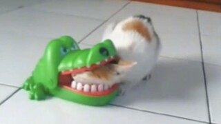 猫至少，不应该这么倒霉吧