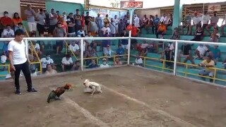 win bangkas