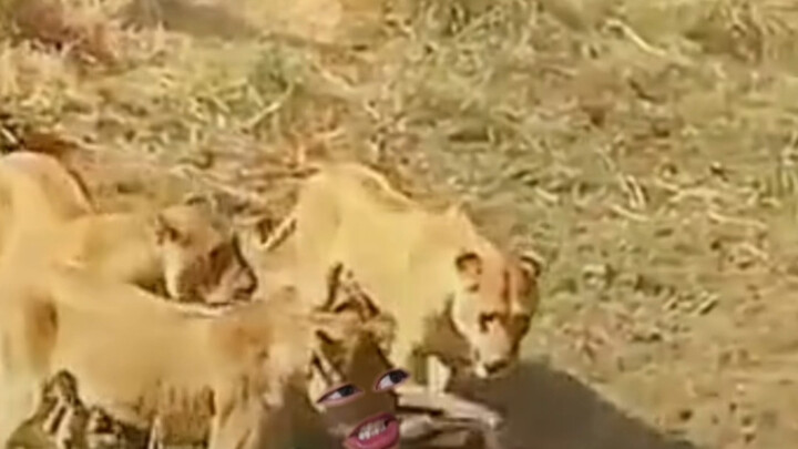 Siapa yang menyentuh anak bungsuku