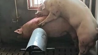 เจ้าหมูตัวนี้ช่างรู้จักการใช้ชีวิตเสียจริงๆ!