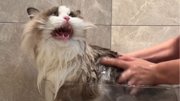 When I was giving it a bath, it cursed in such a nasty way.