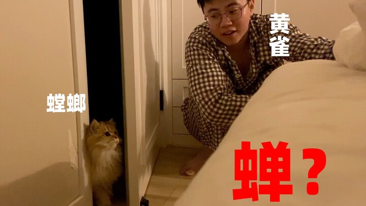 Pasangan suami-istri bersekongkol tengah malam untuk menipu kucing masuk ke dalam kamar, ternyata ha