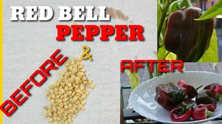 RED BELL PEPPER