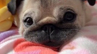 Đôi mắt cún con đáng yêu quá