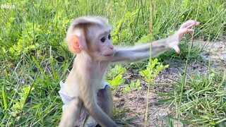 Cute Baby Tiny Monkey Mano Hang Out With Dad